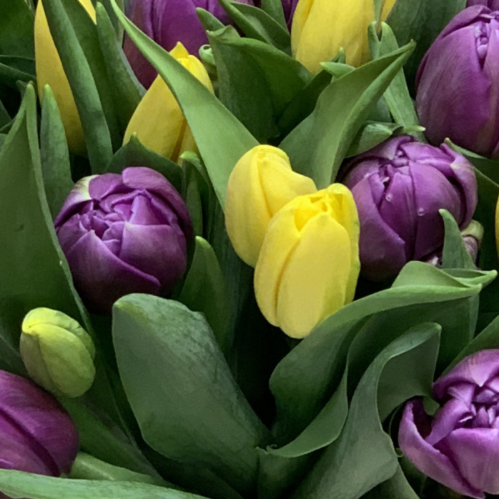 dzeltenas un violetas tulpes ziedu piegāde