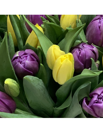 51 or 101 mixed purple&yellow tulips