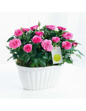 Pink Rose Planter
