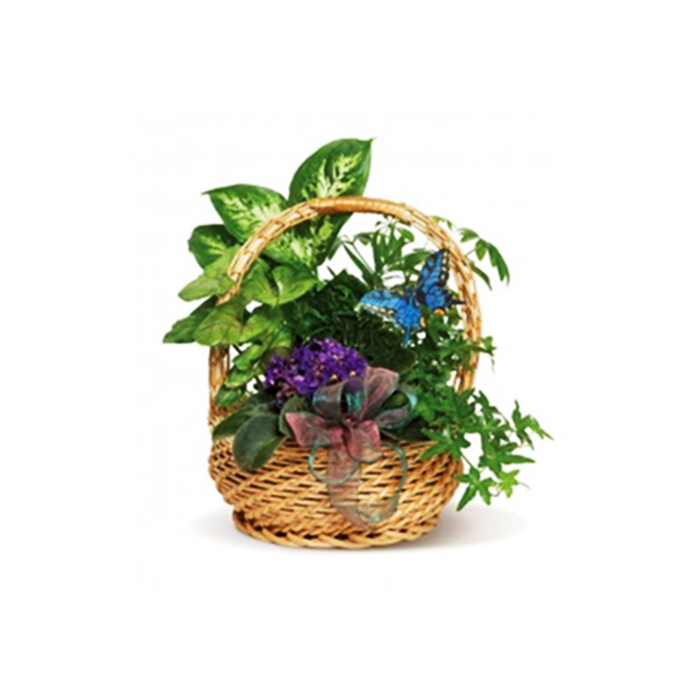 Dishgarden With Blooming African Violet