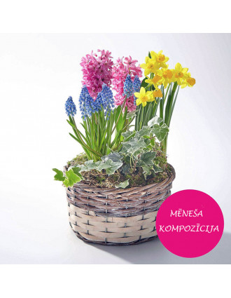 Basket With Spring Blooming Plants