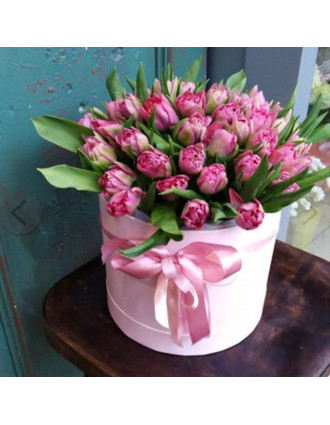 Box with 49 pink Tulips