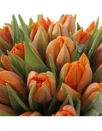 Оранжевые пионовидные тюльпаны