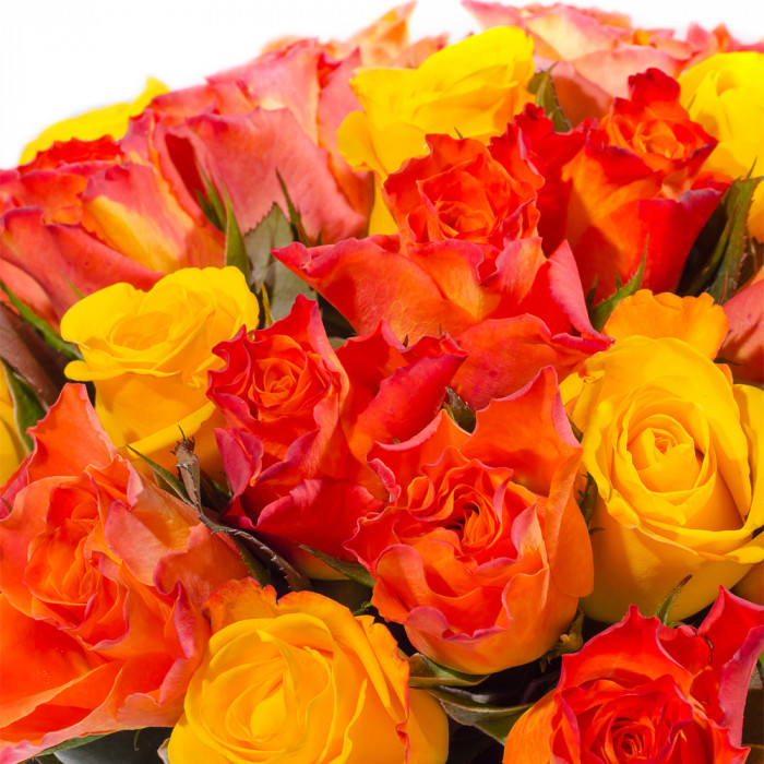 Multicolored Roses "Sunset"