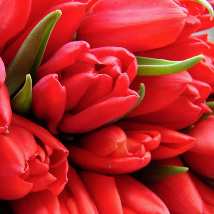 11 Red tulips