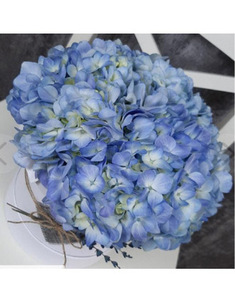 Zilas hortenzijas kārbā