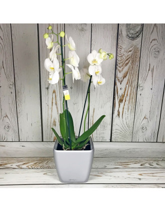 Balta orhideja podiņā - 2 kāti