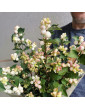 Mono Bouquet bouquet of Snowberry branches