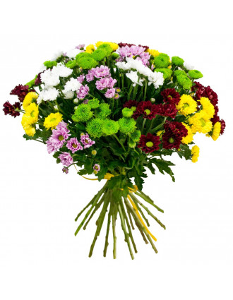 Bouquet of chrysanthemum 25 pcs mix
