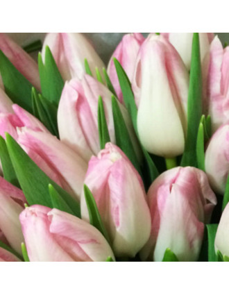 11 Pink tulips